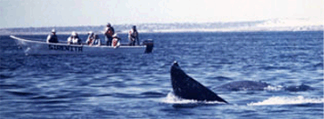 Check out the great whale watching available in Baja California. It is a whole trip in itself, but worth taking a look at. You can see whales and dolphins as they pass by while in Rosarito.